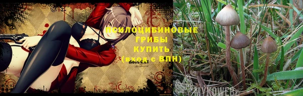 прущие грибы Нягань